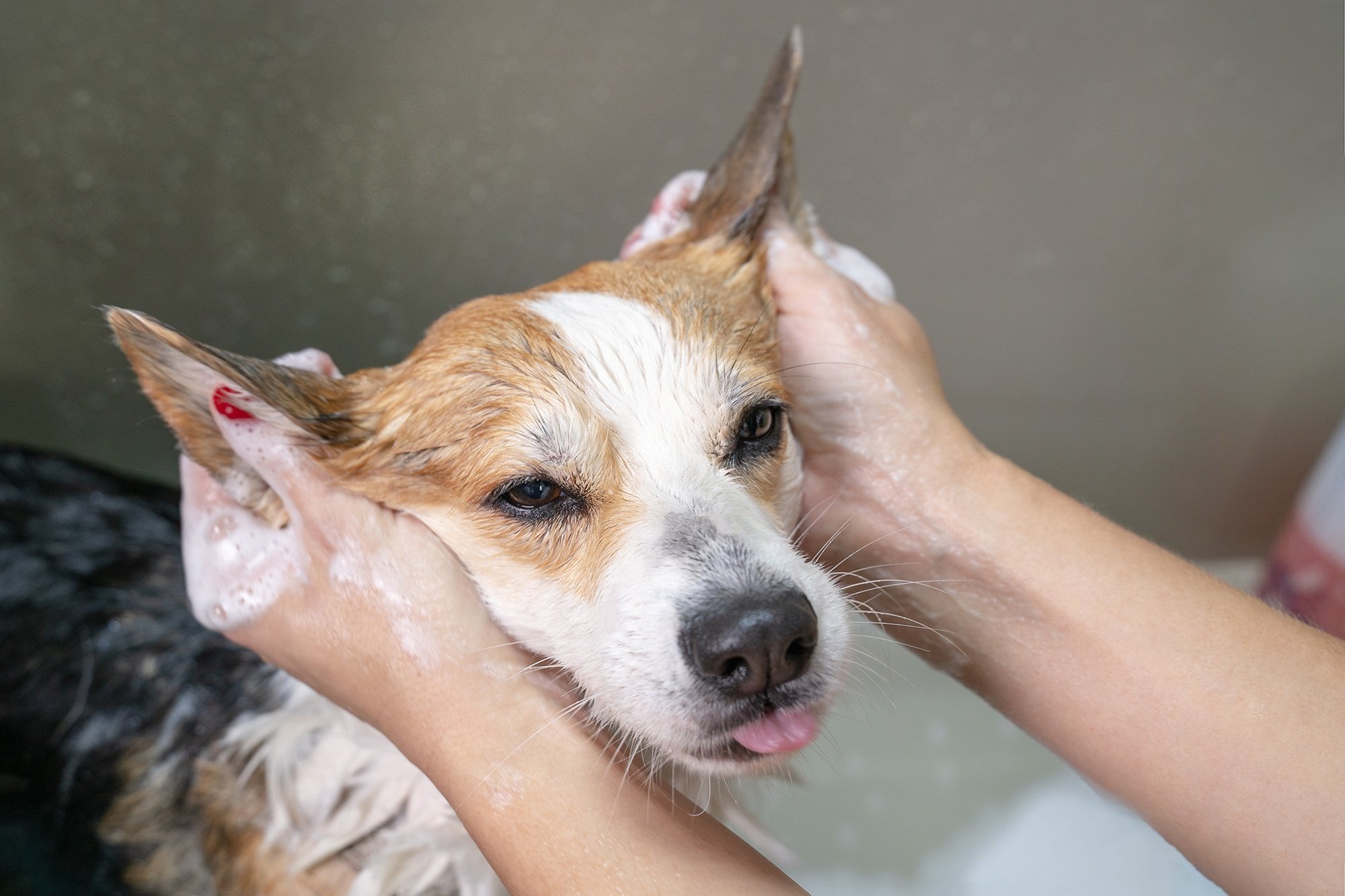 Waarom kiezen voor Verheijen Hondenpension?