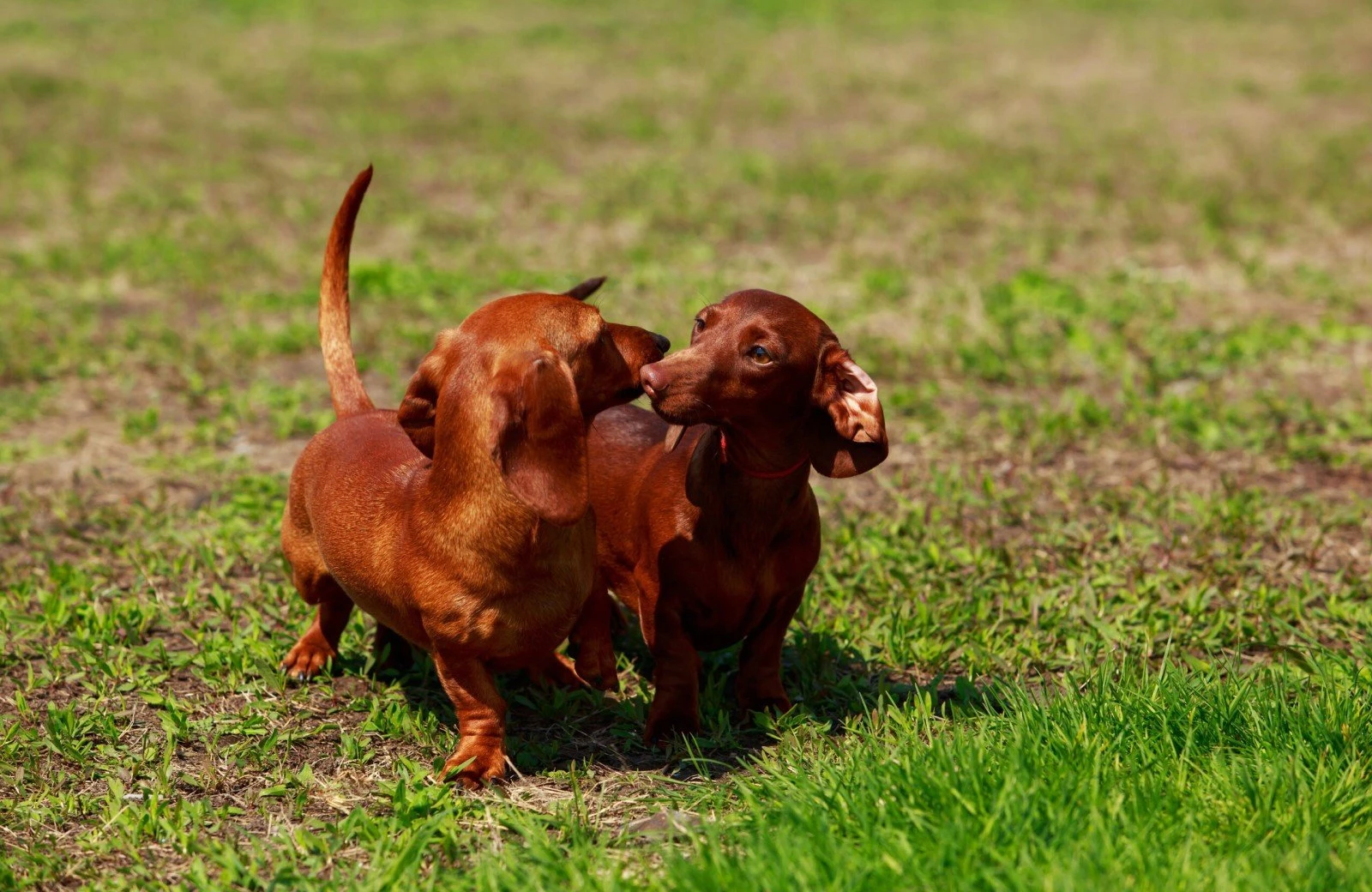 Verheijen hondenpension 1