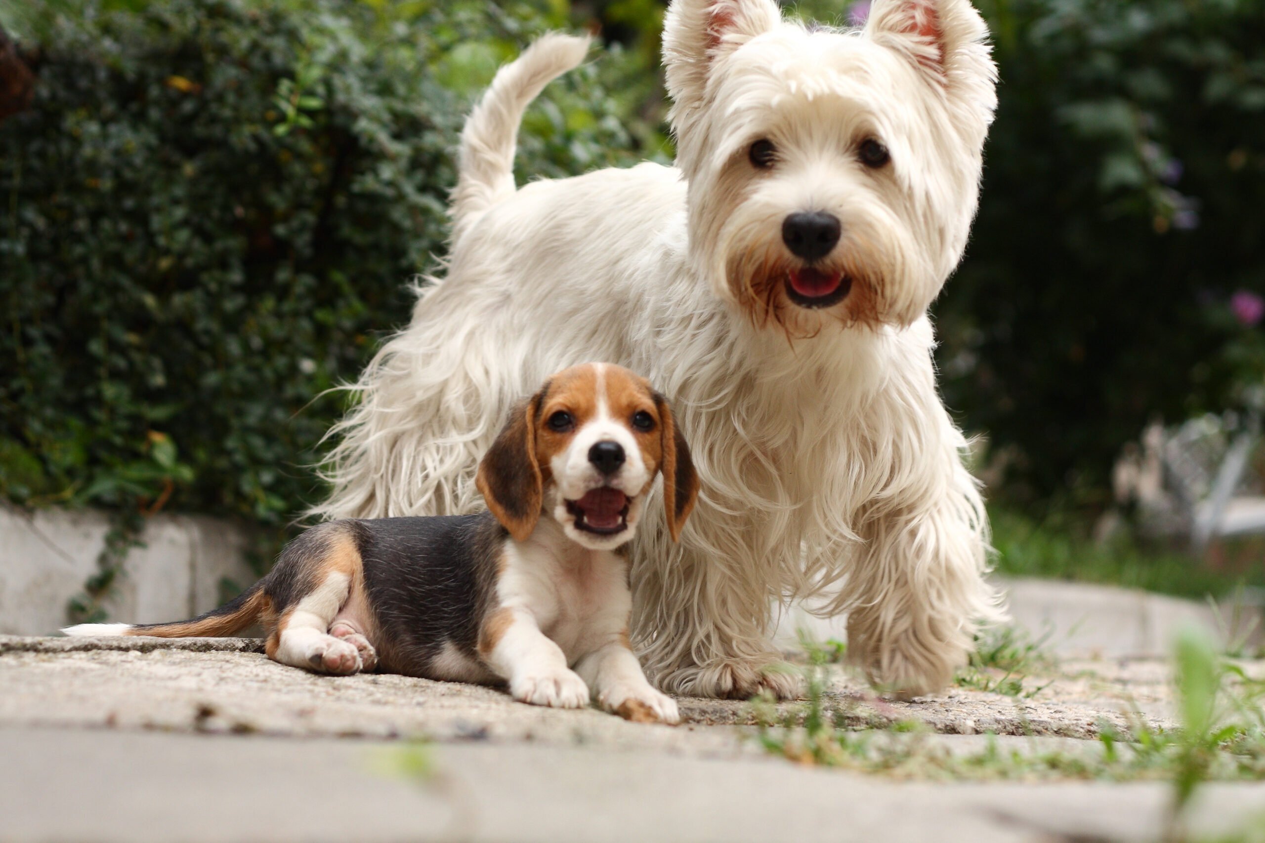 Verheijen hondenpension 11