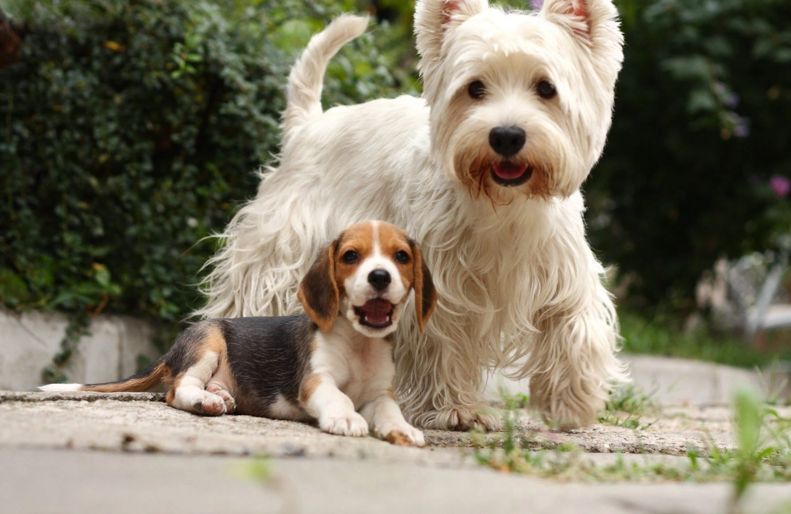 Verheijen hondenpension 11