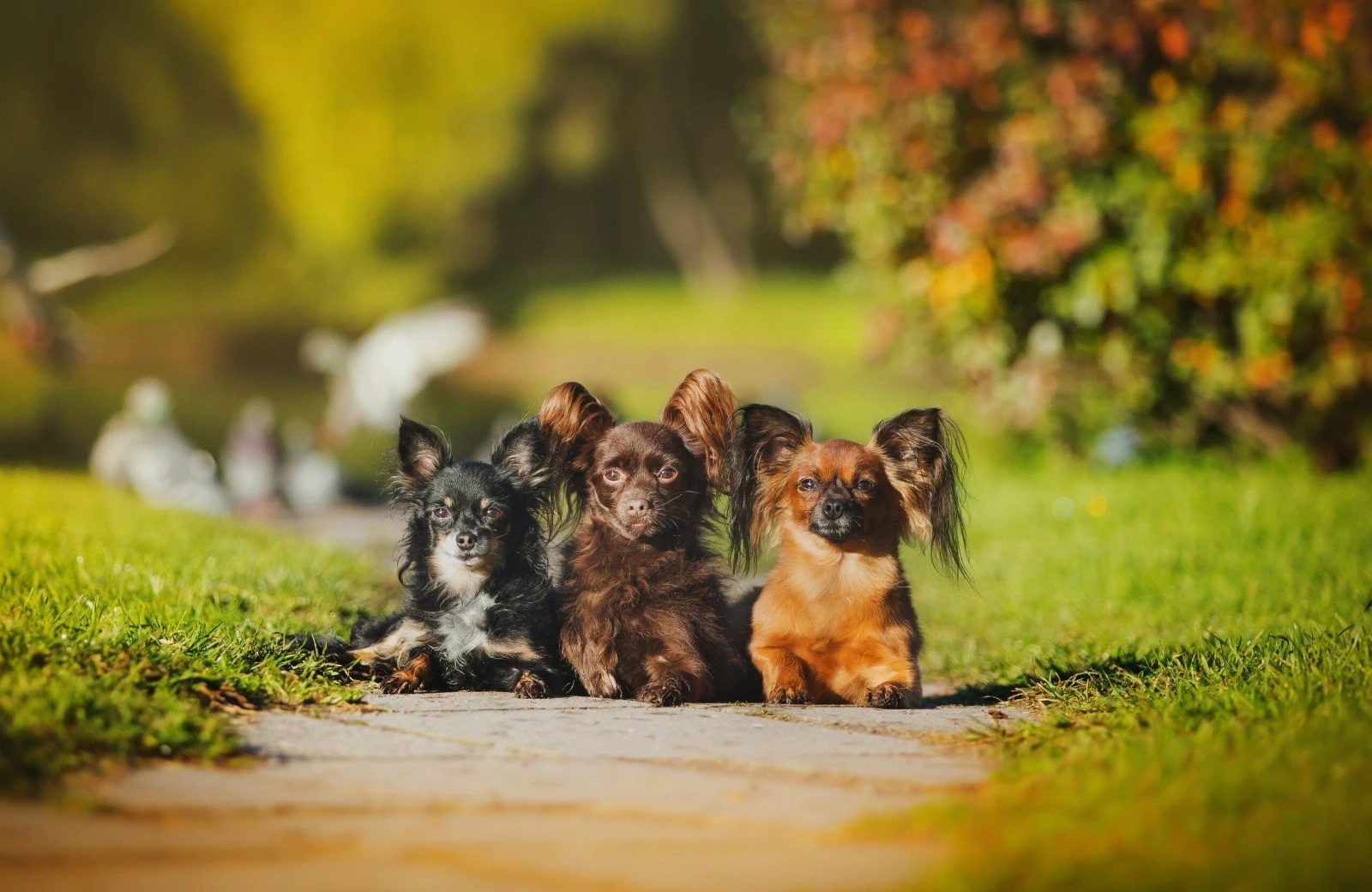 Verheijen hondenpension 13