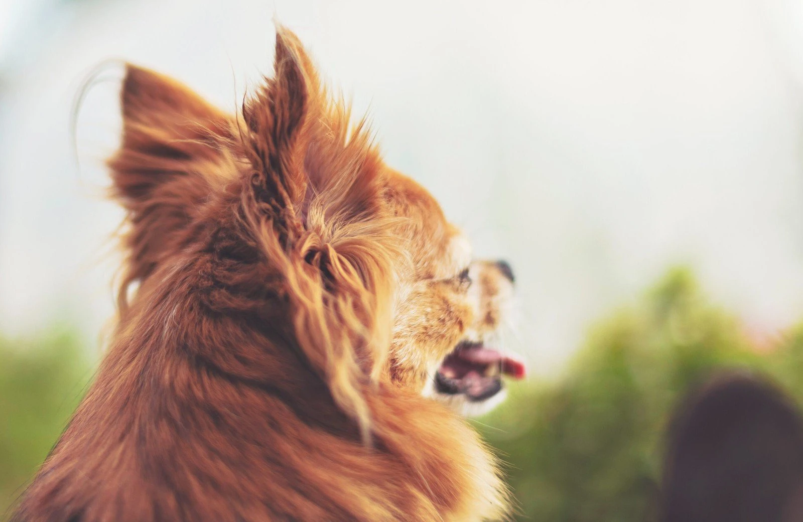 Verheijen hondenpension 17