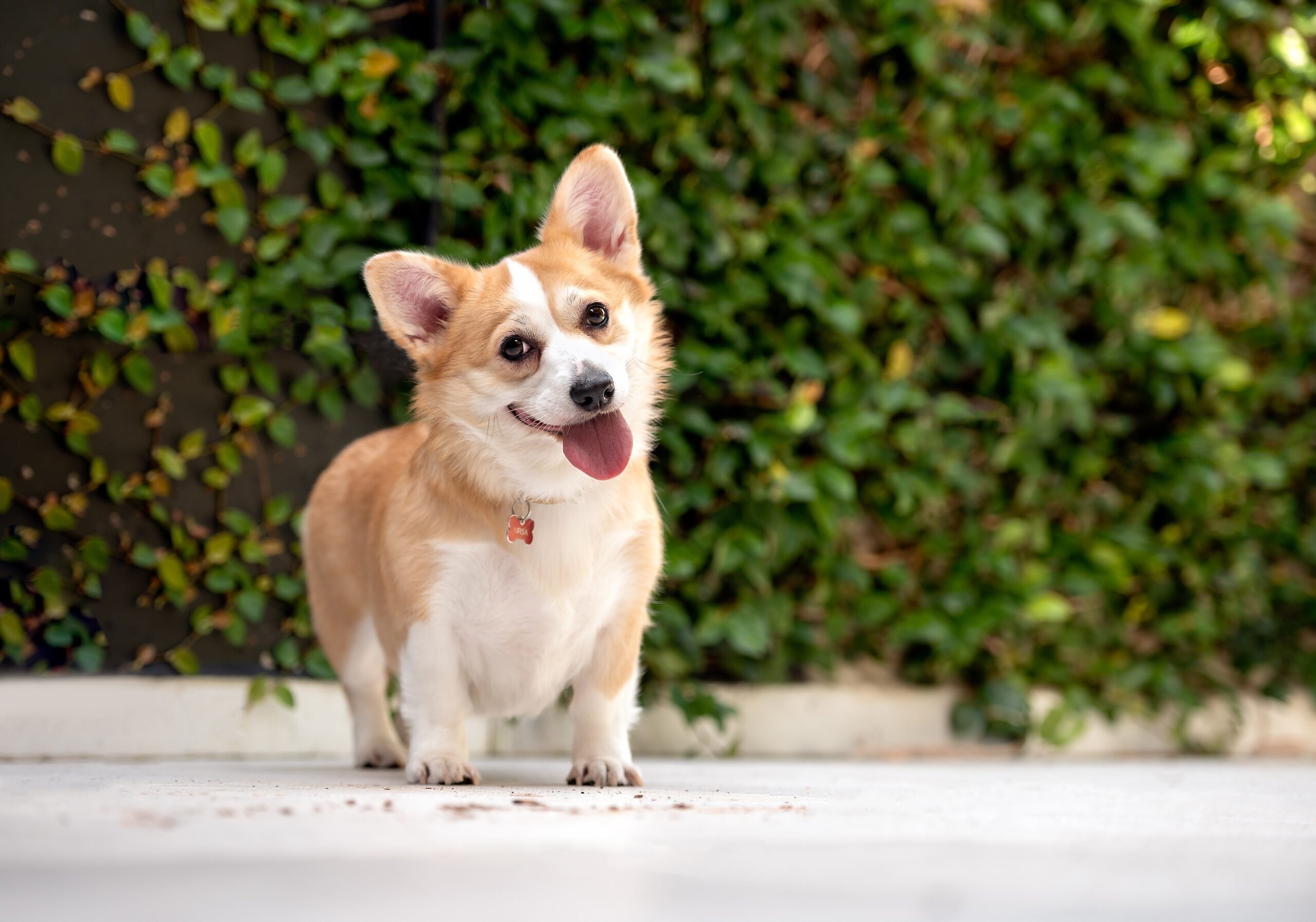 Verheijen hondenpension 4