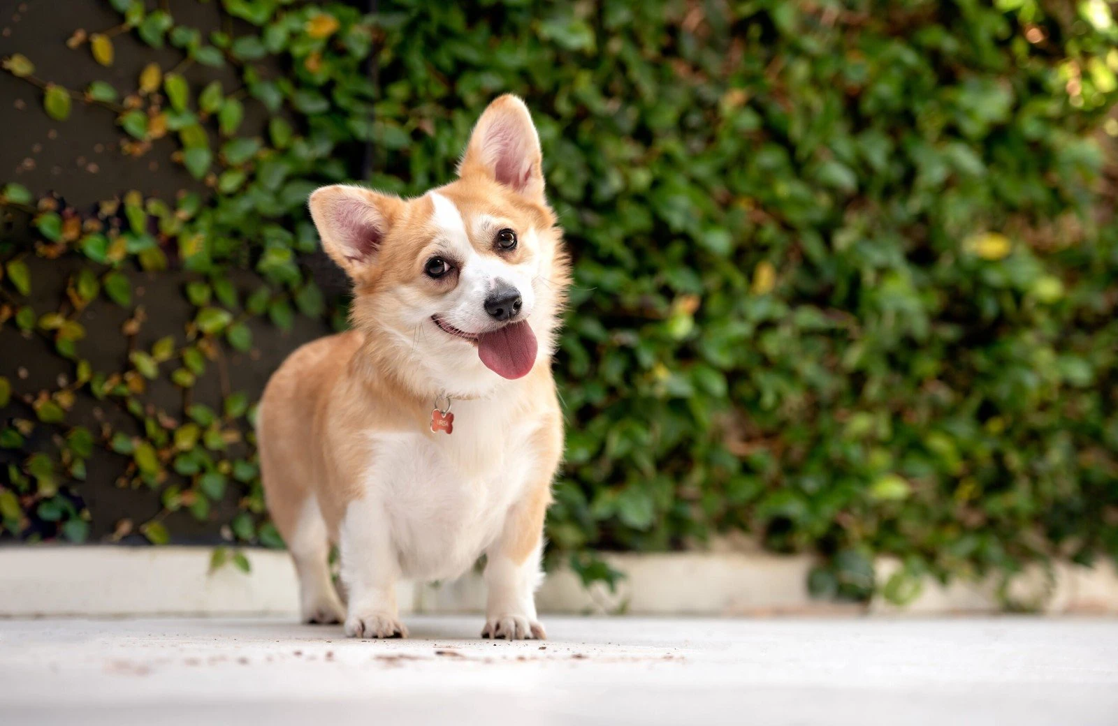Verheijen hondenpension 4