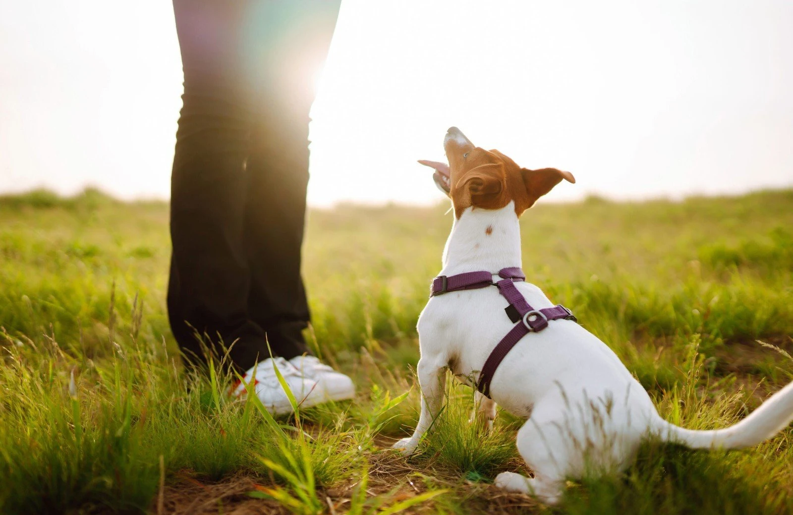 Verheijen hondenpension 5