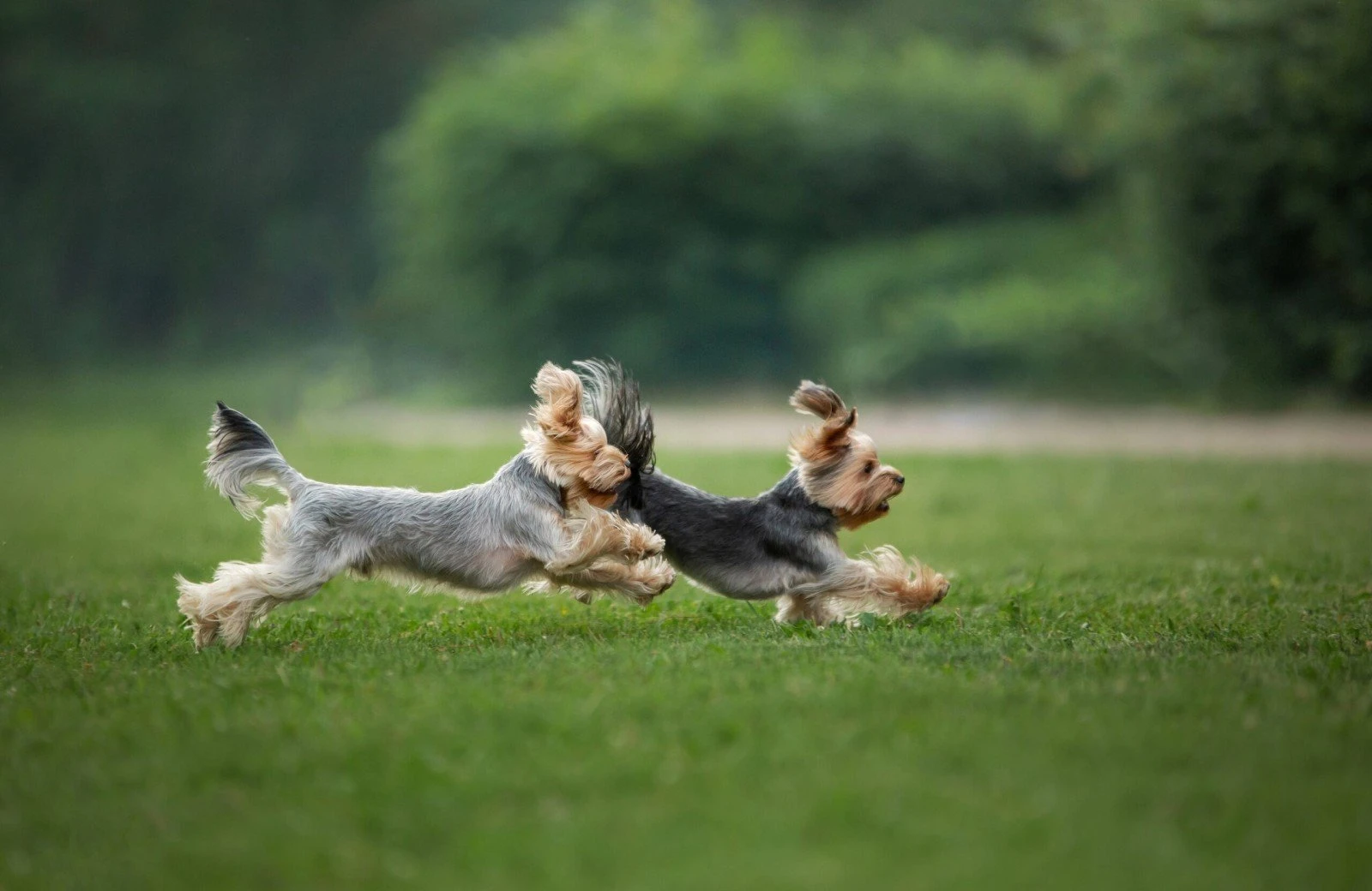 Verheijen hondenpension 9