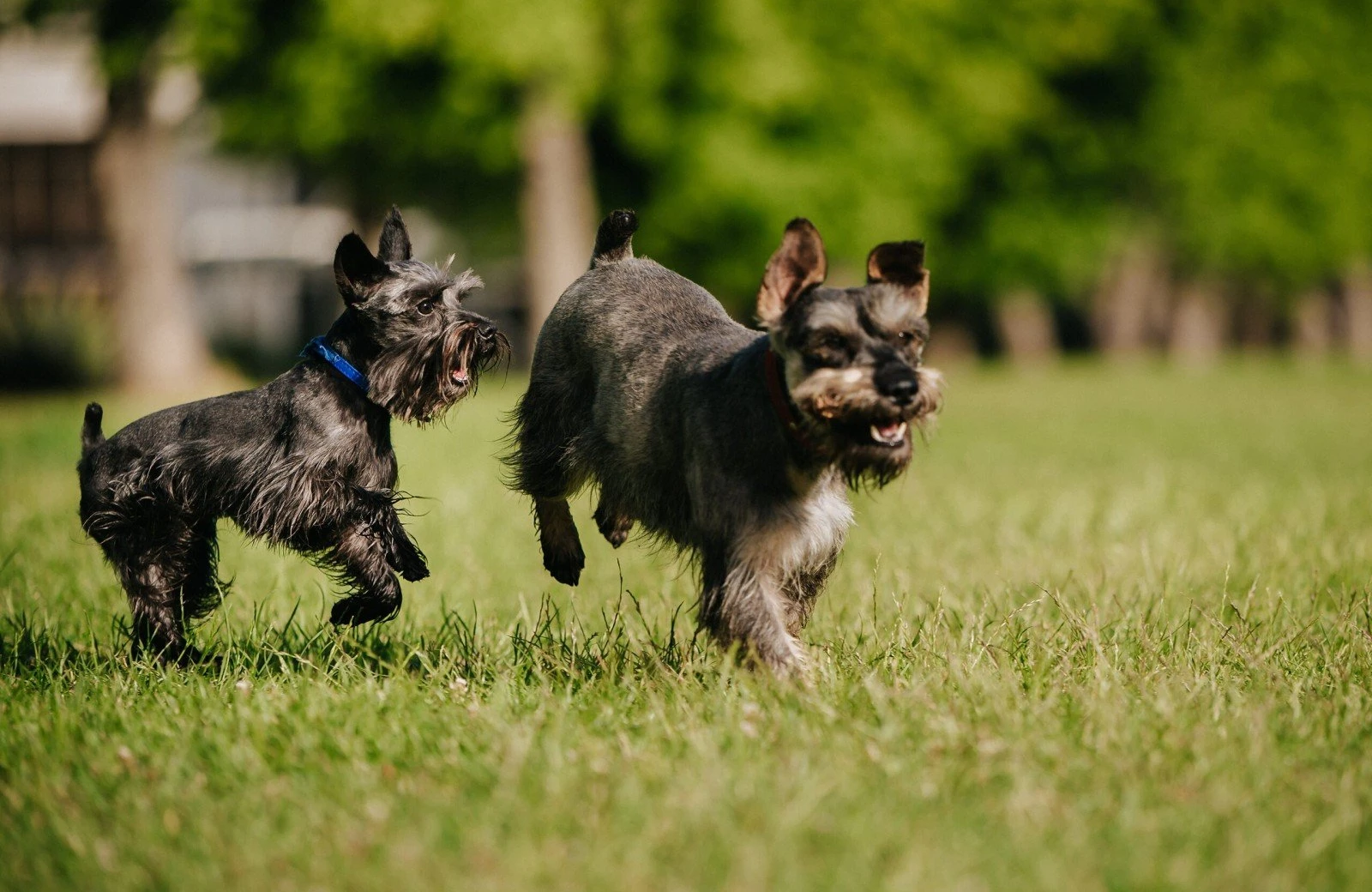 Verheijen hondenpension weert 1