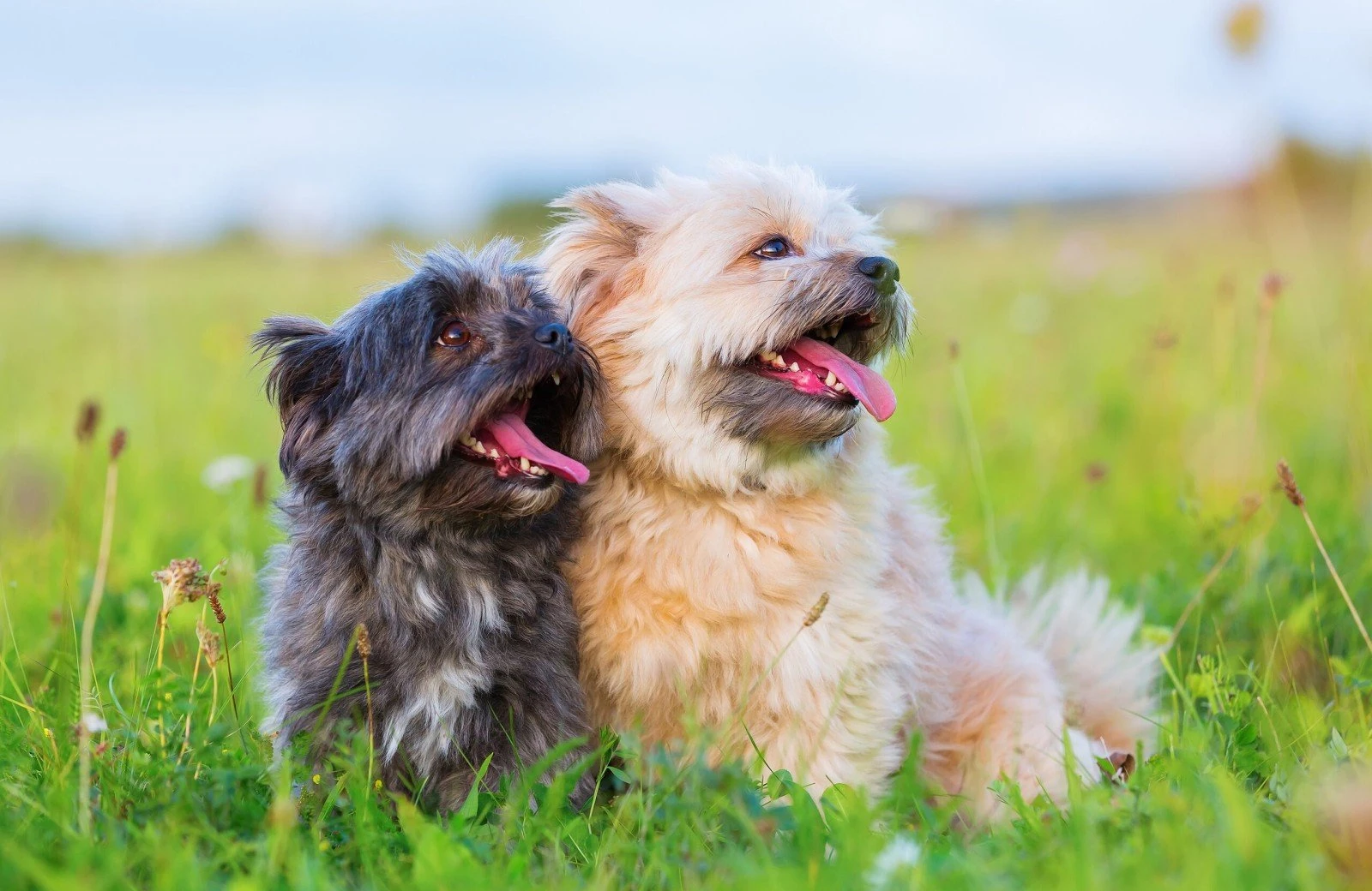 Verheijen hondenpension weert 2
